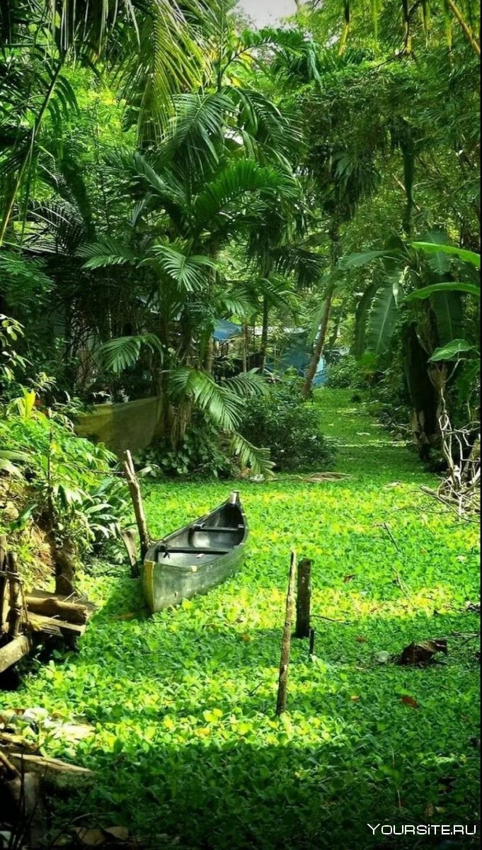 Тропические джунгли Индии