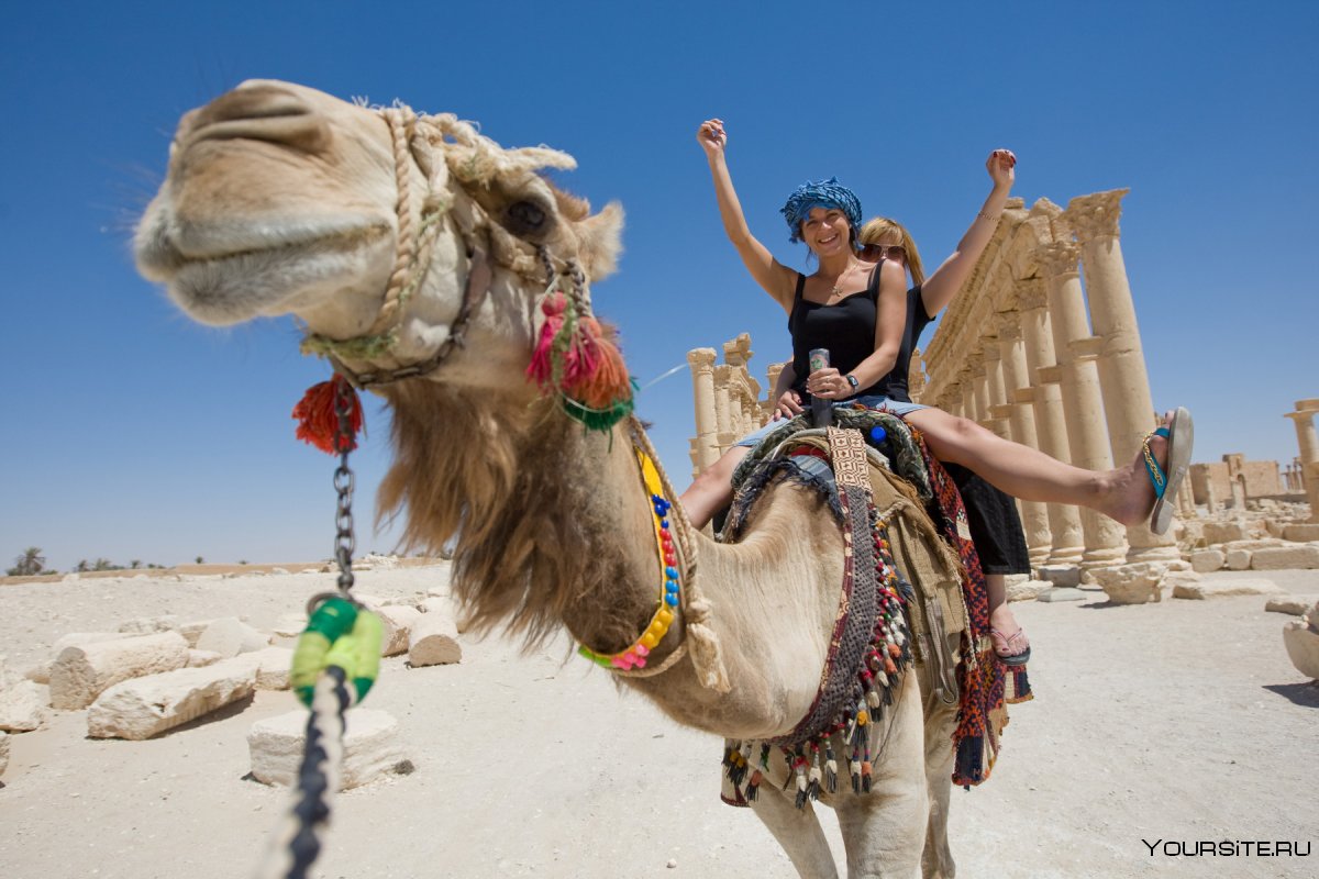Египет Шарм Эль Шейх верблюд
