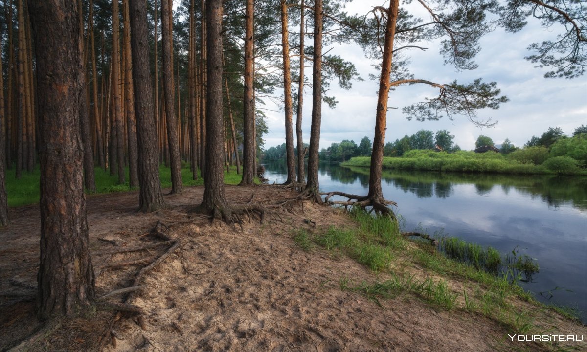 Рязанская область, Окский заповедник, река пра.