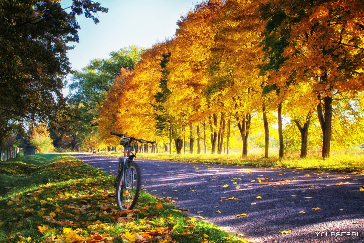 Велосипед в осеннем лесу