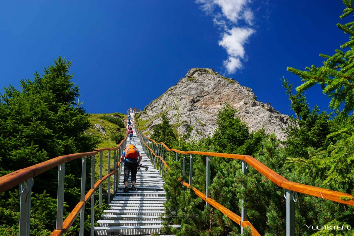Лес с лестницами Крым