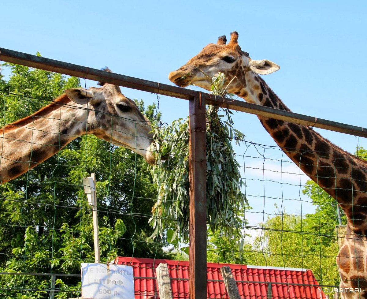 Зоопарк сафари парк Краснодар