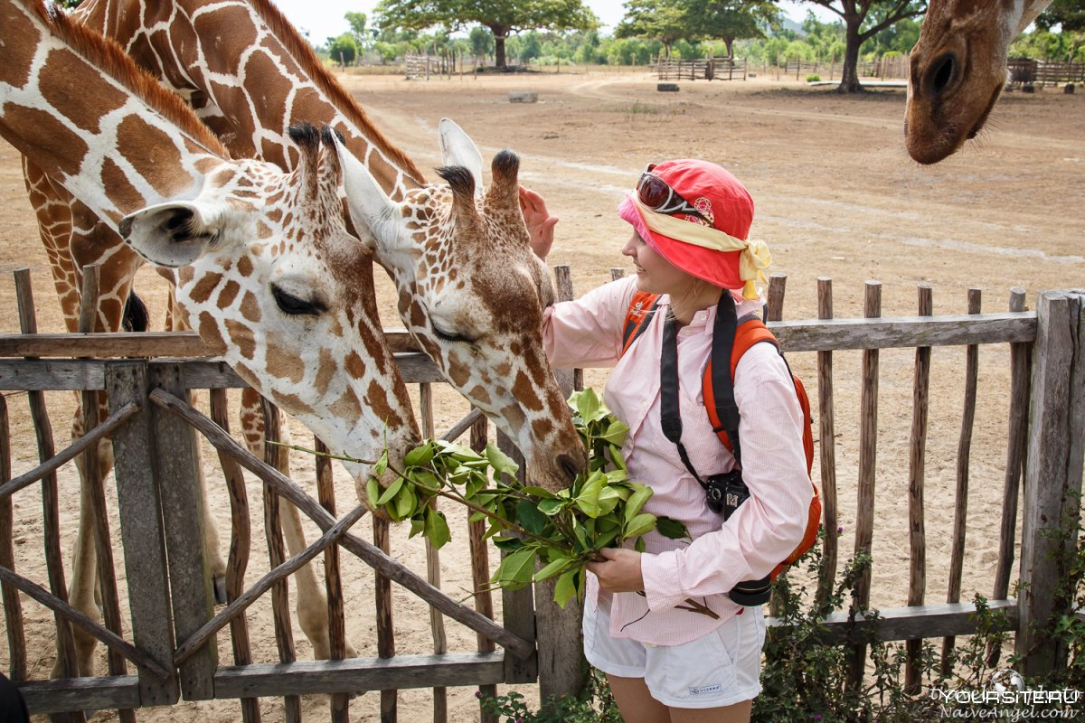 Кормление жирафа в зоопарке