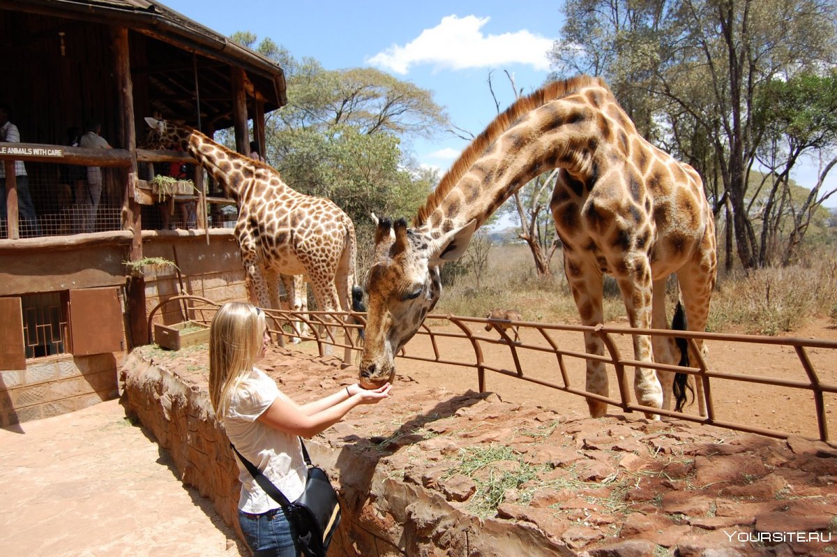 Центр Жирафов в Найроби
