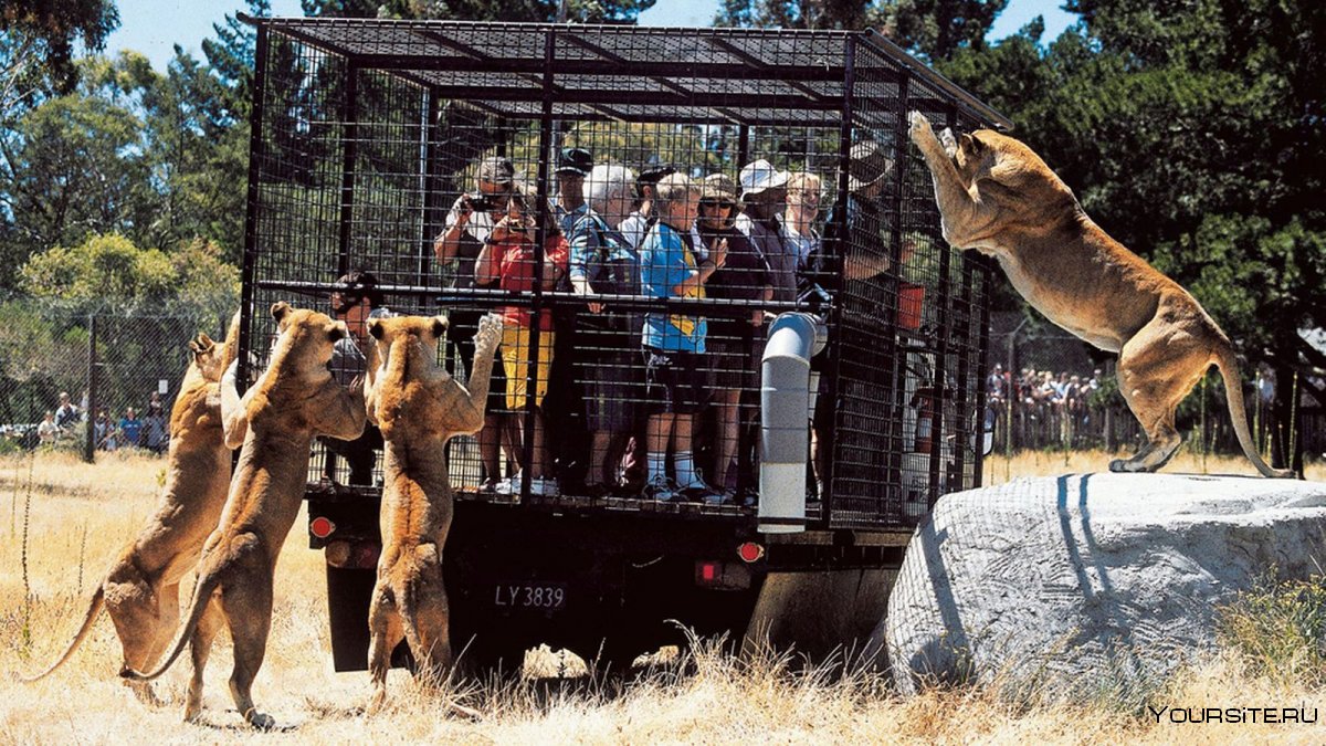 Зоопарк Орана в новой Зеландии