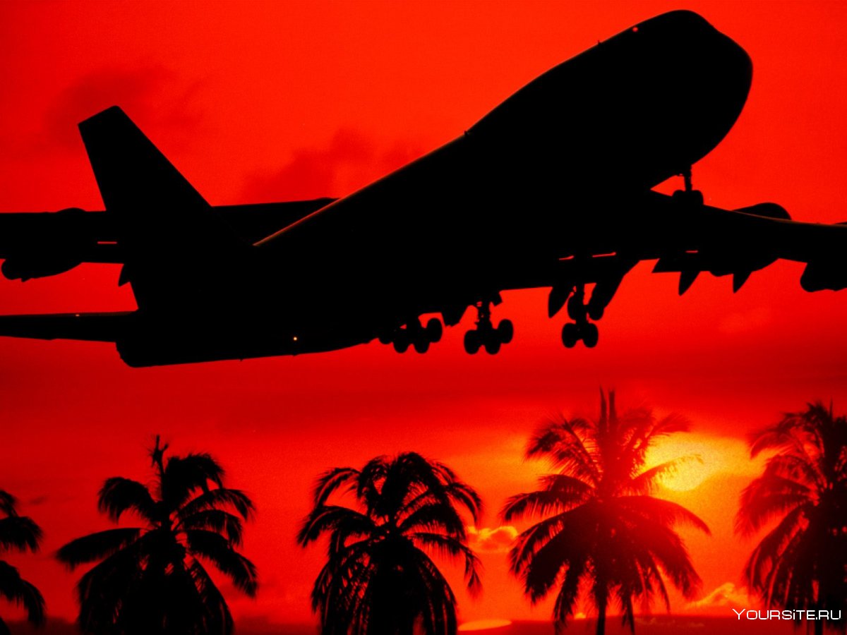 Самолет в небе пальмы