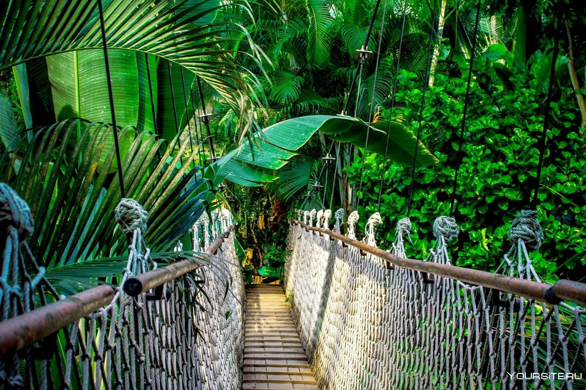 Тропические джунгли Таиланд
