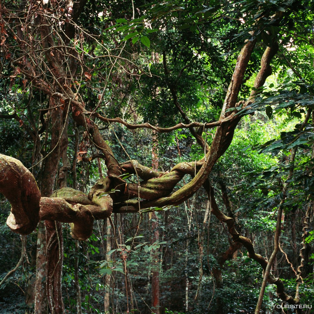 Лианы в тропическом лесу