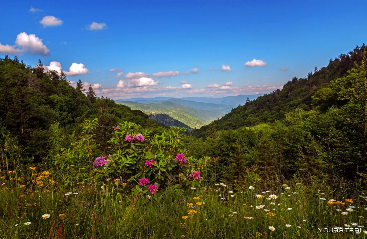 Горы Аппалачи цветы