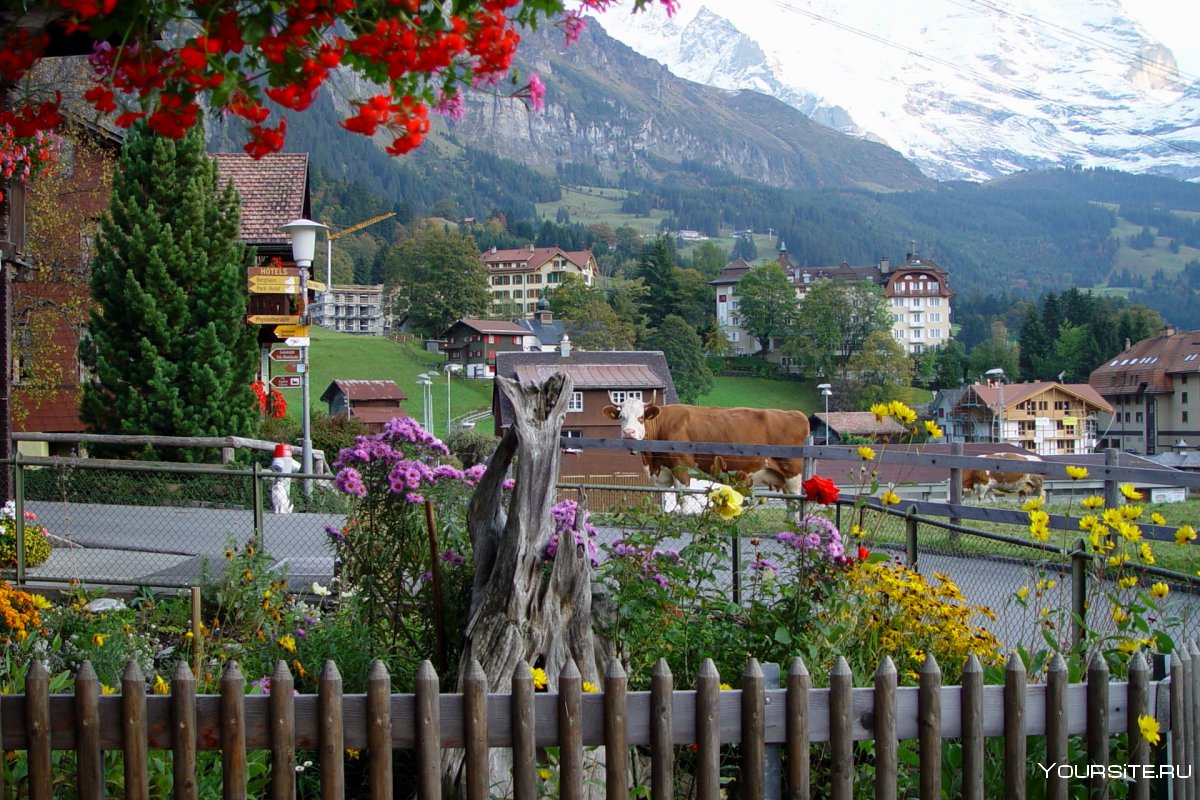 Альпийская деревня Wengen, Швейцария