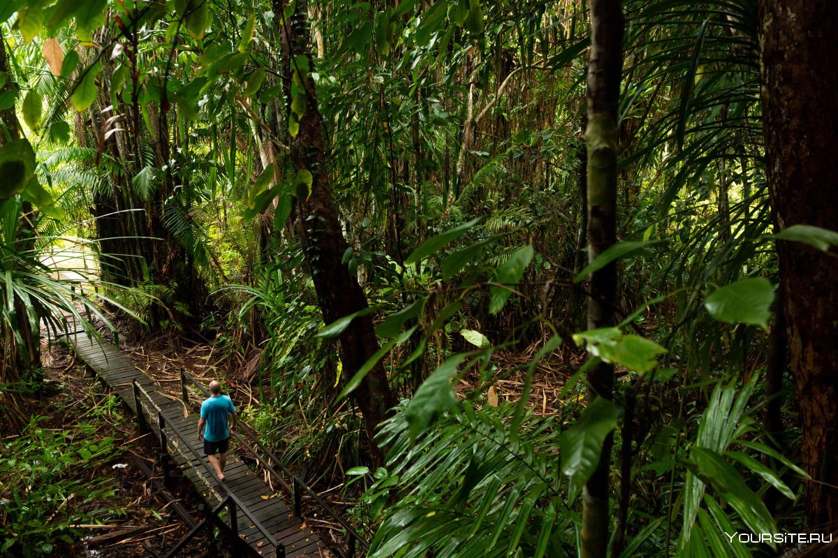 Complete a Guest's Review about the Malaysian Borneo the Borneo Rainforest
