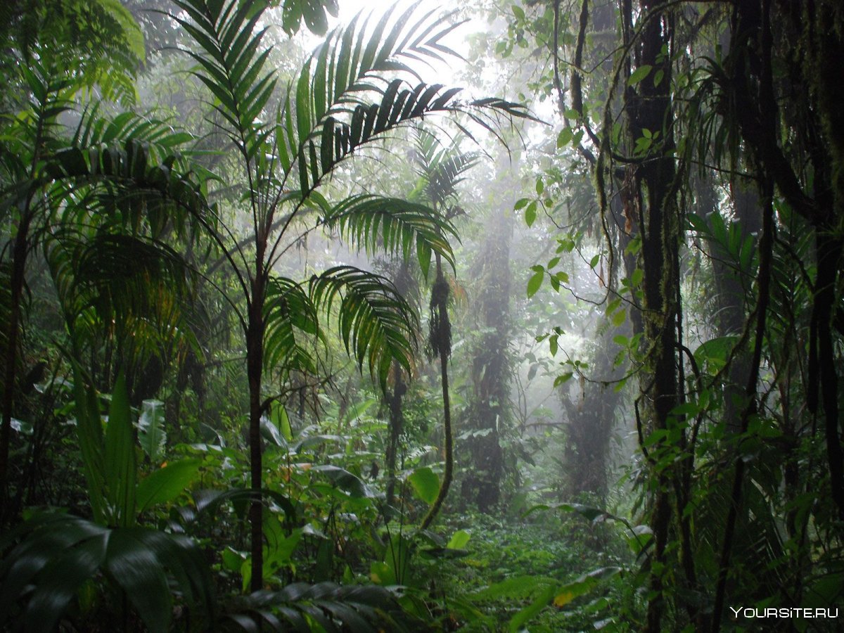 Коста Рика джунгли