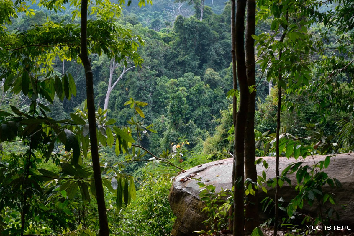 Гоа Котигао джунгли