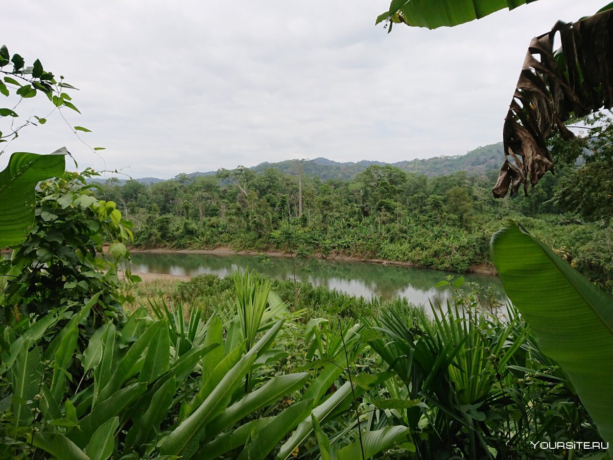 Панама джунгли