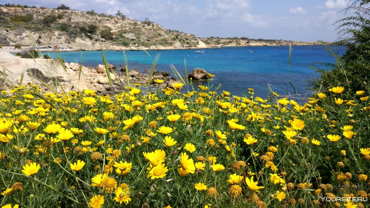 Кипр Пафос цветы