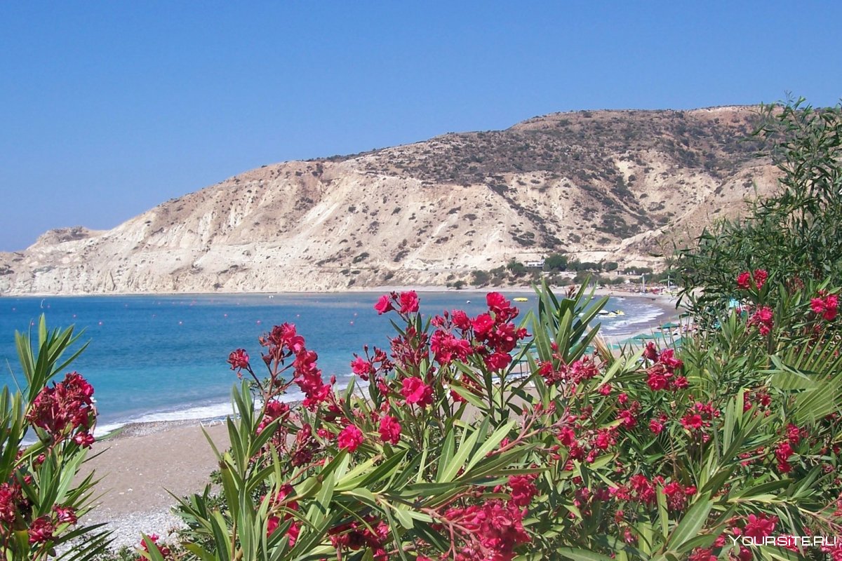 Цветущие растения Турции побережье Средиземного моря