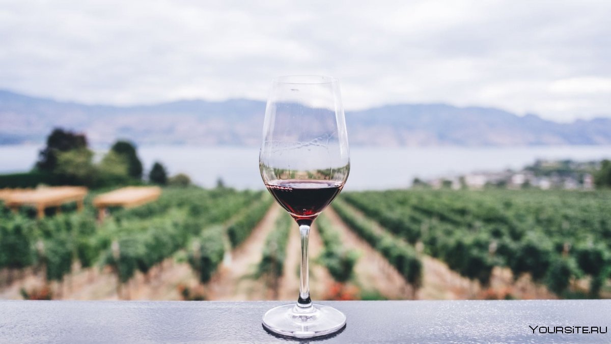 Вино на фоне гор