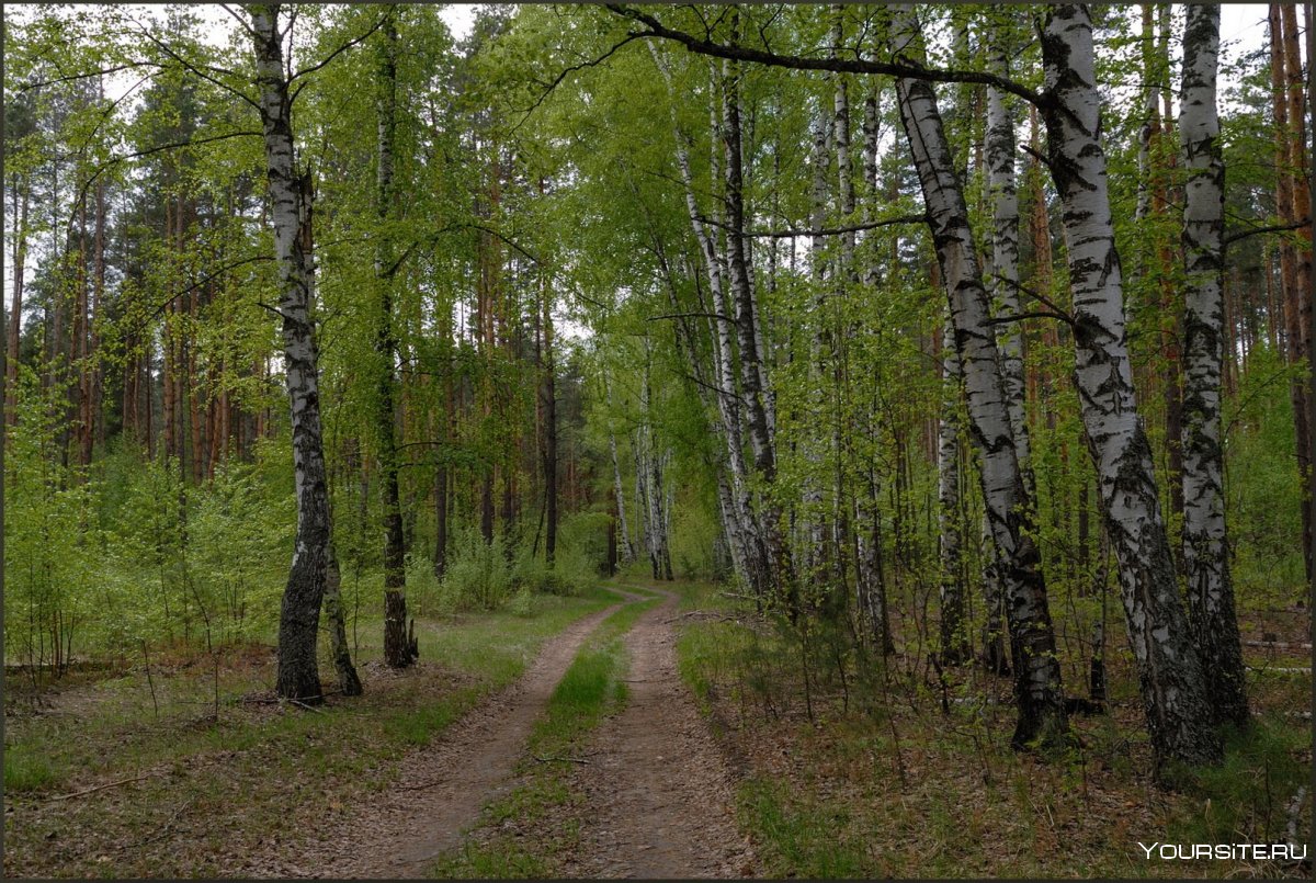 Саровский лес осень