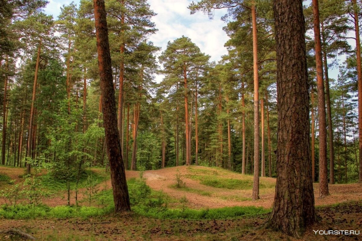 Лыжня в Медведевском лесу Орел