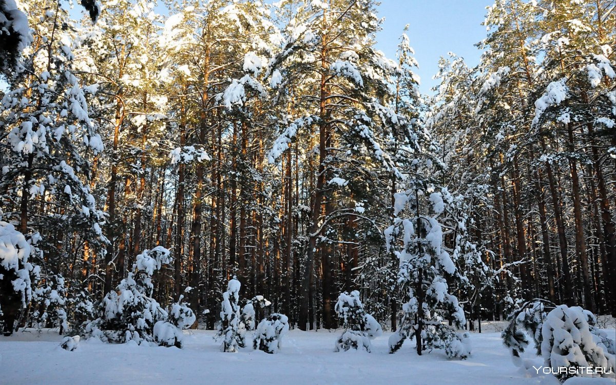 Зимняя опушка леса