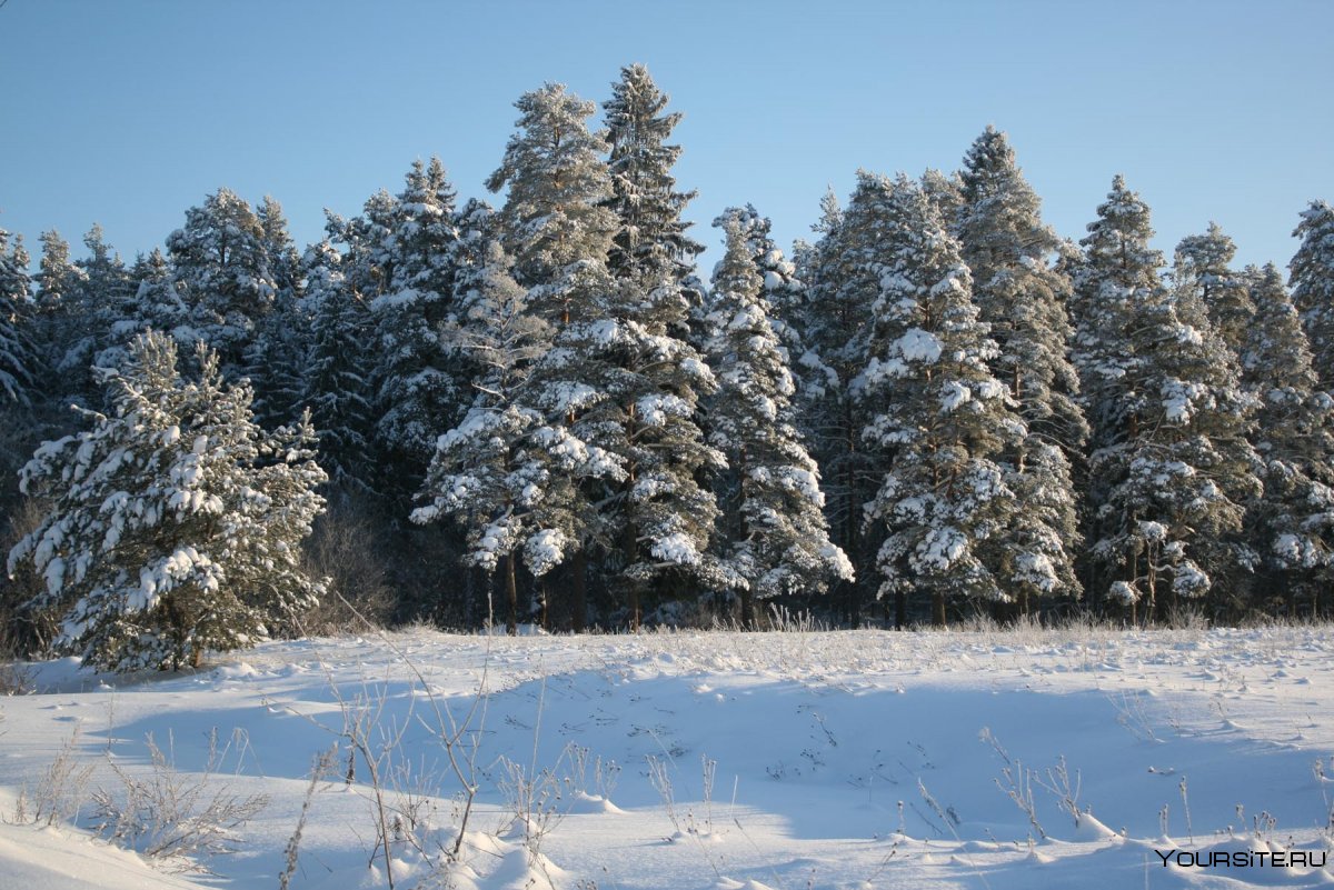 Опушка леса зимой
