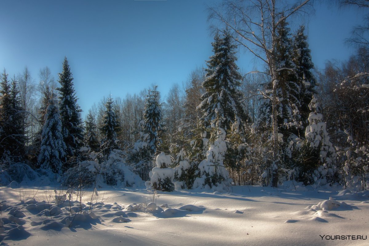 Зима на опушке леса
