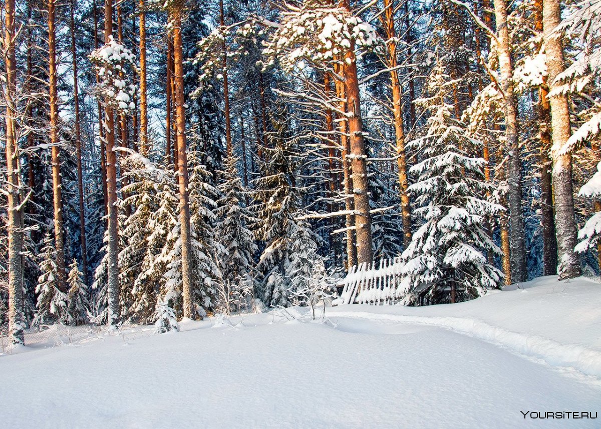 Зимняя Поляна в лесу