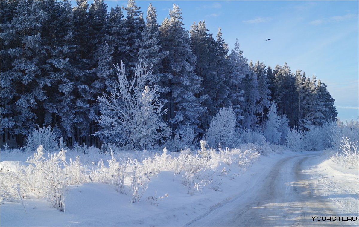 Красивые картинки зимнего леса с опушкой
