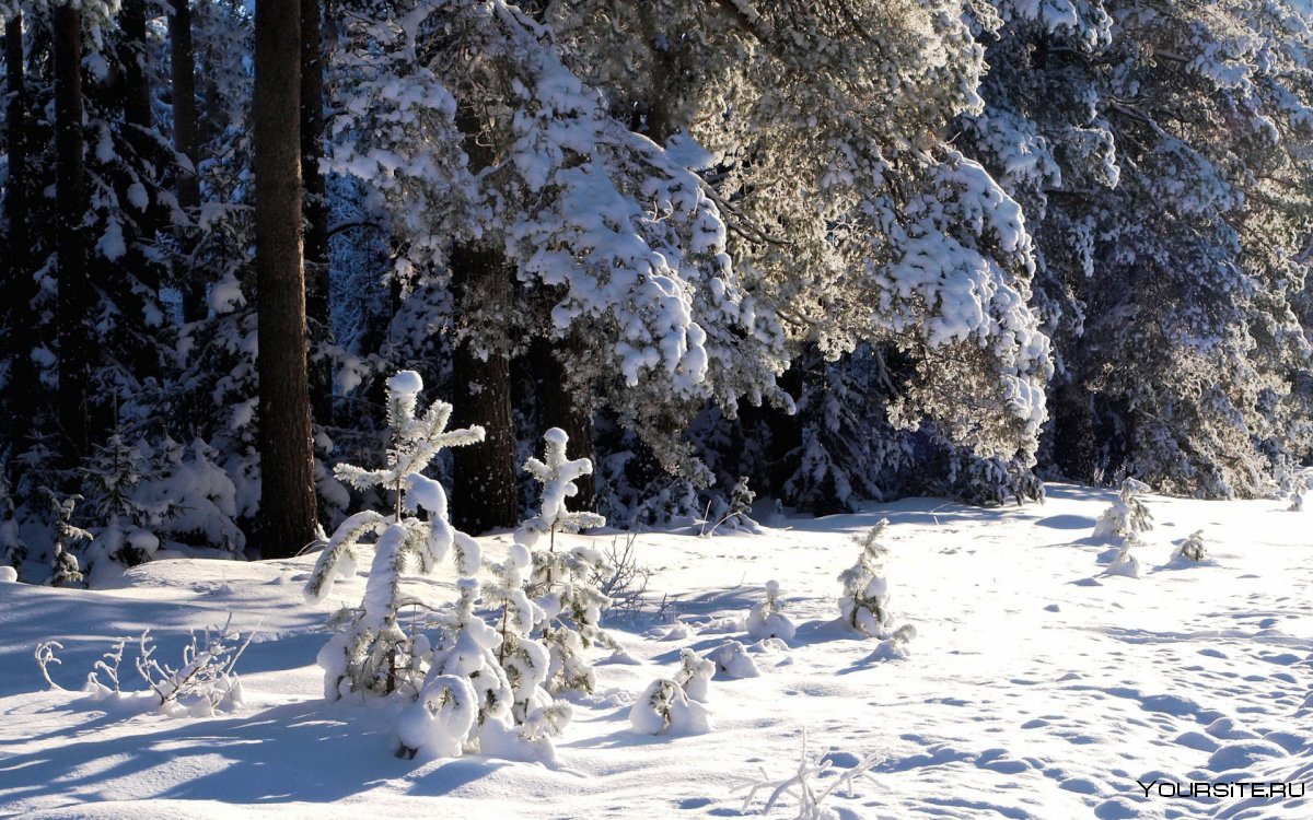 Снеговик на опушке леса