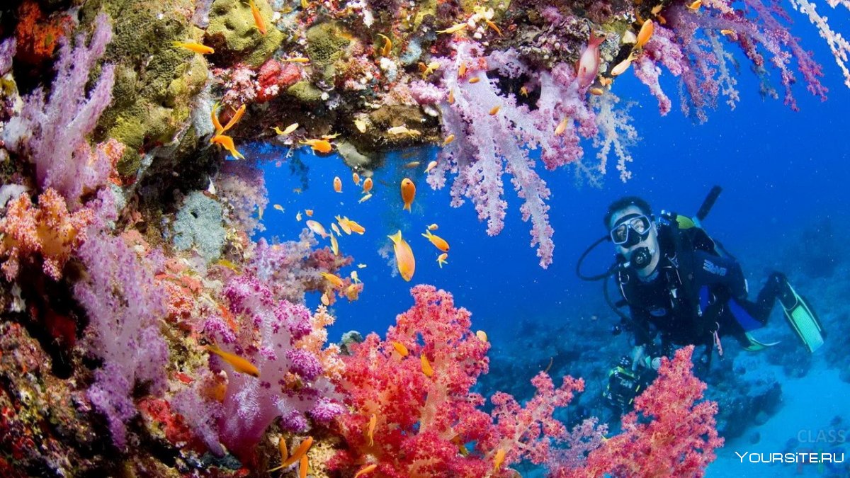 Рифы красного моря