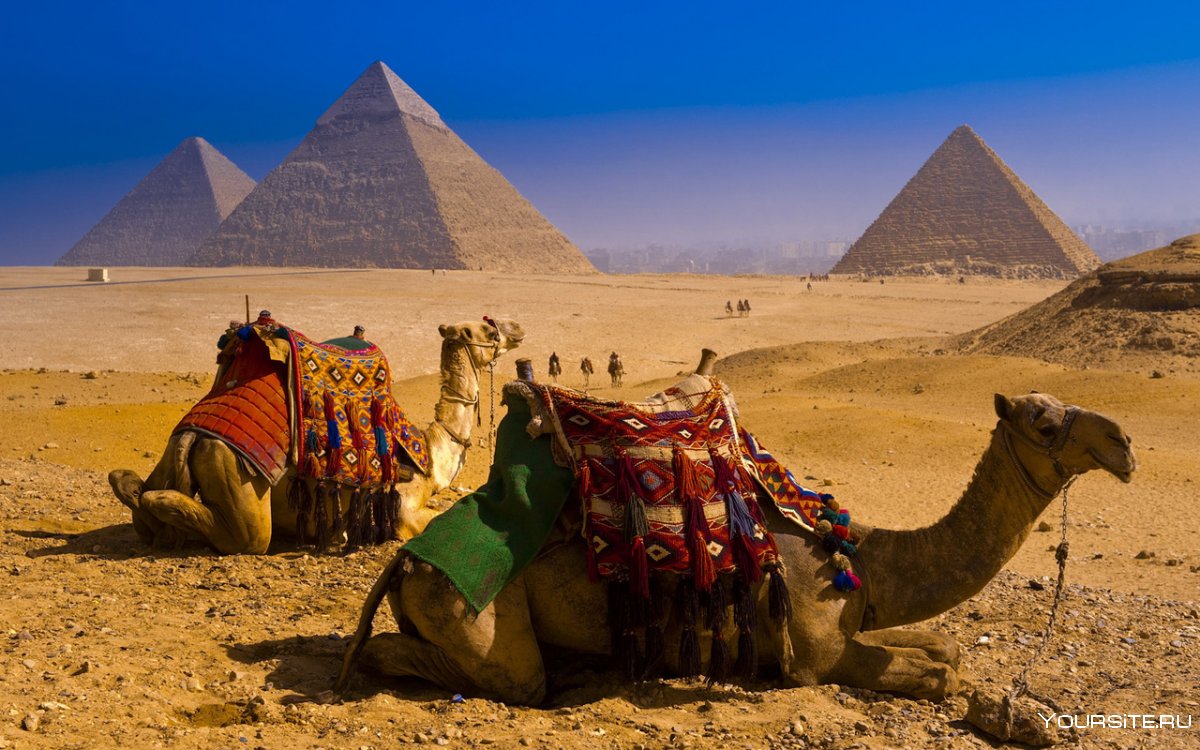 Египет пирамиды Верблюды
