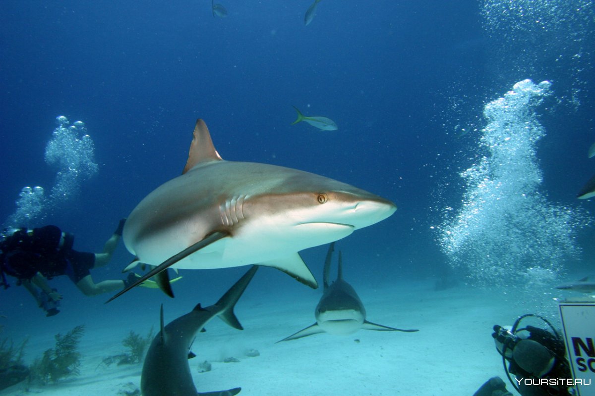 Рифовая акула Мальдивы кормление