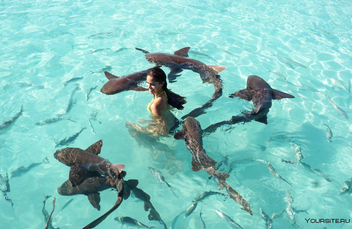 Плавание с акулами