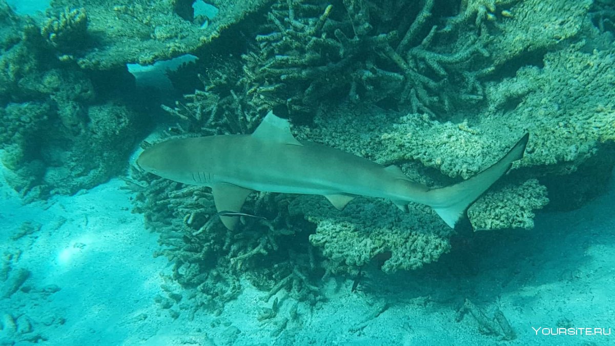 Черноперая рифовая акула Carcharhinus melanopterus