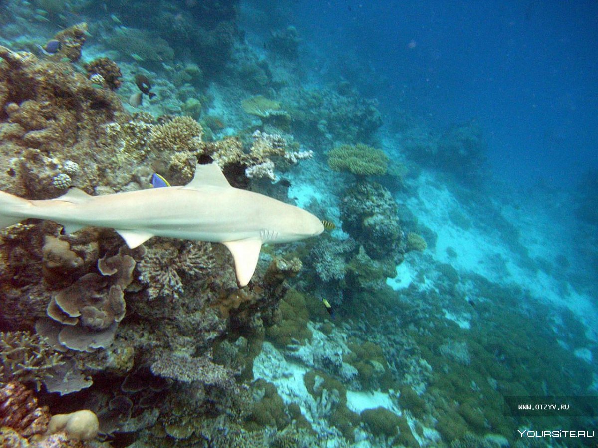 Рифовые акулы на Мальдивах