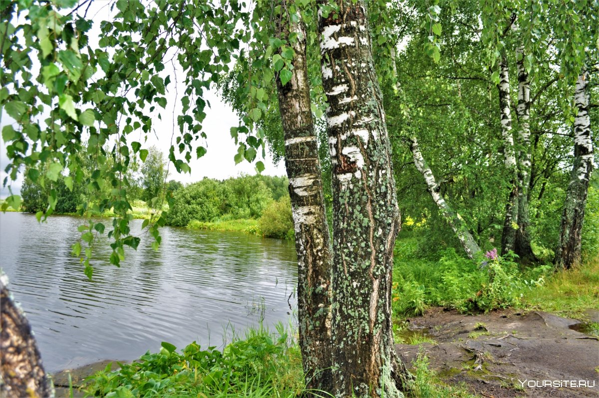 Березовая роща Иваново озеро