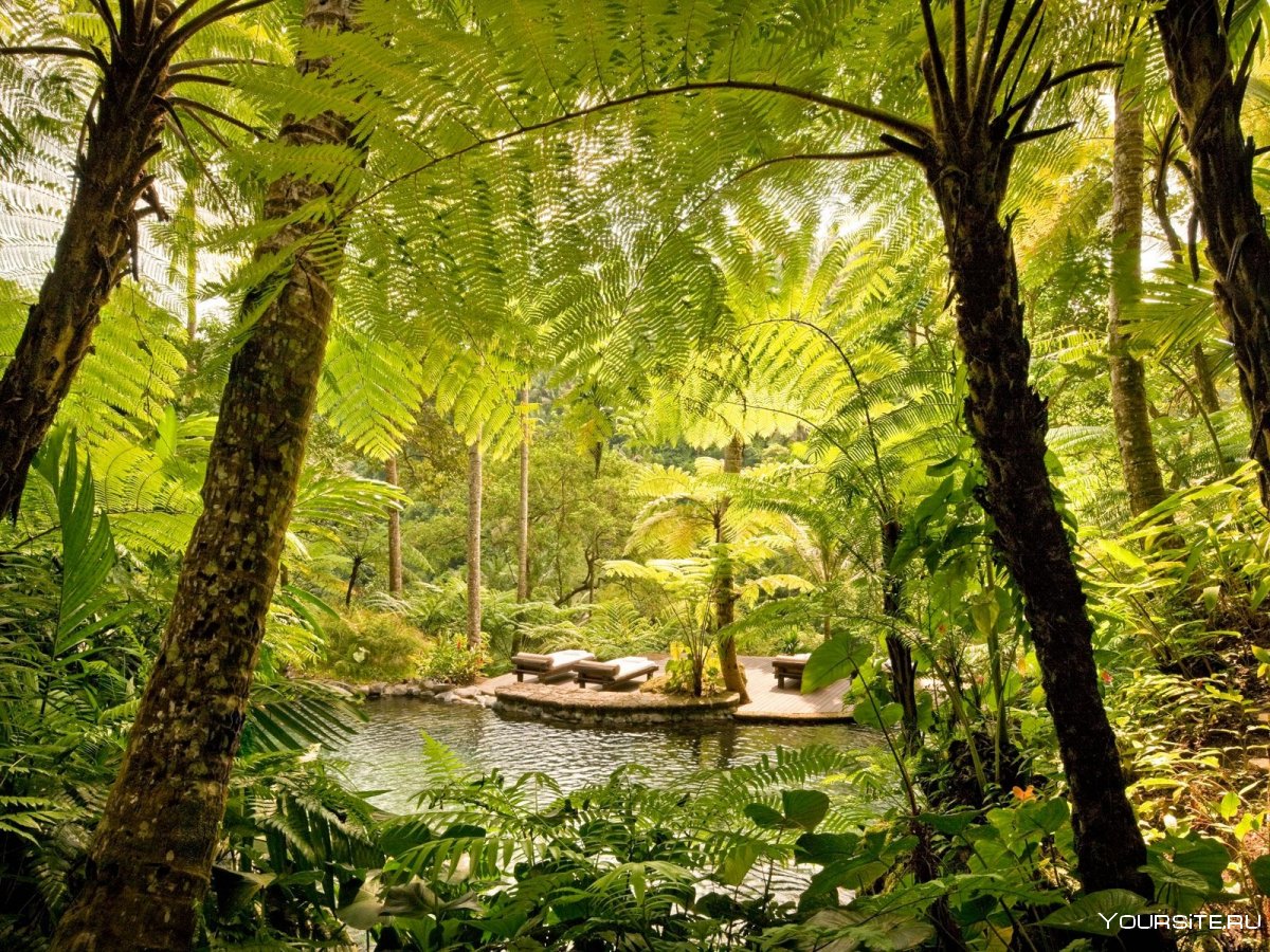 Остров Бали природа джунгли