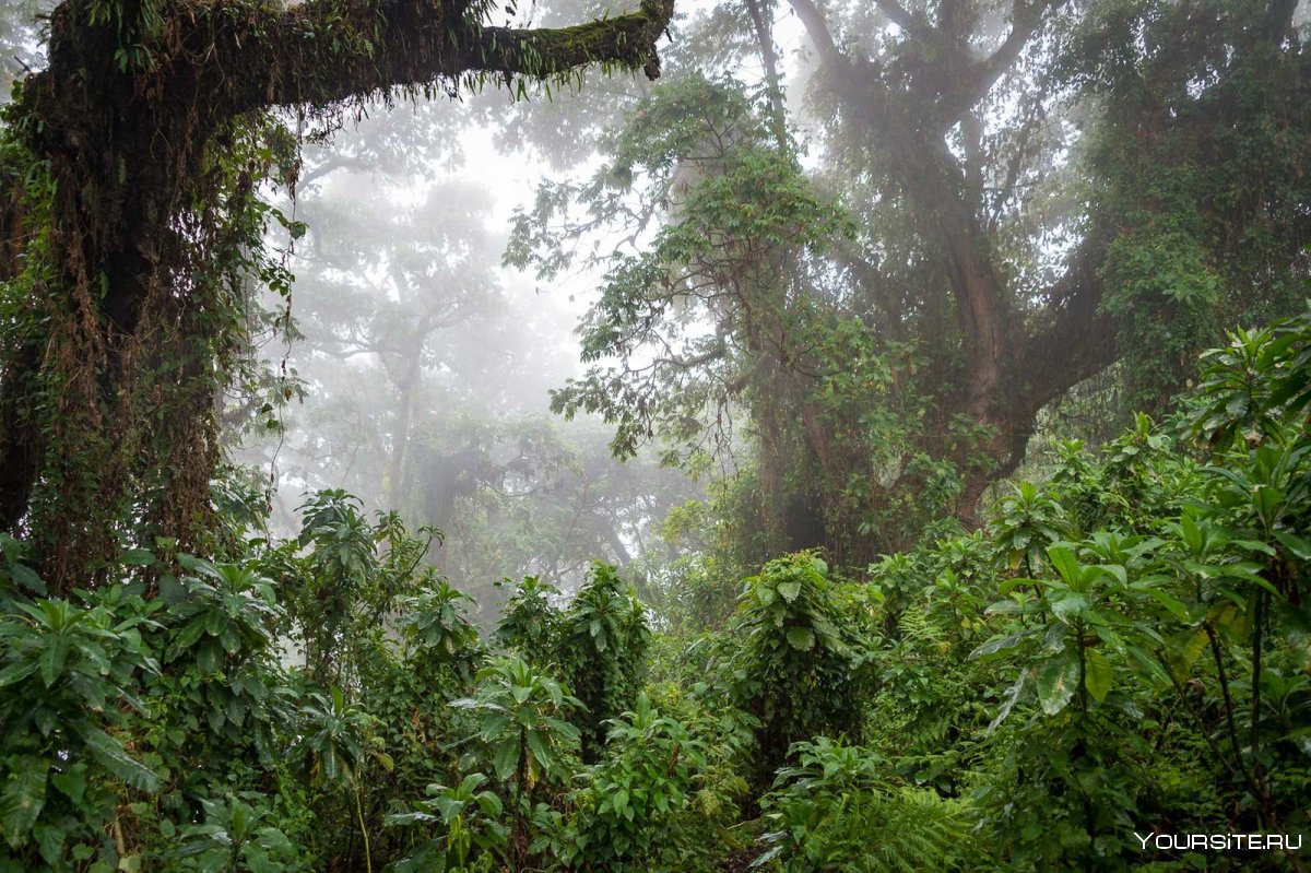 Руанда джунгли