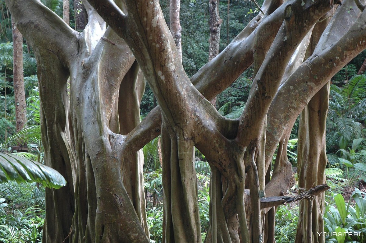 Деревья В Джунглях