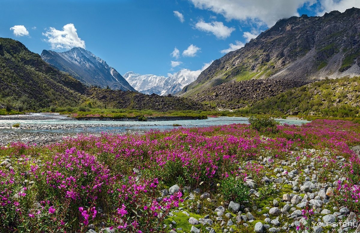 Природа горного Алтая Белуха