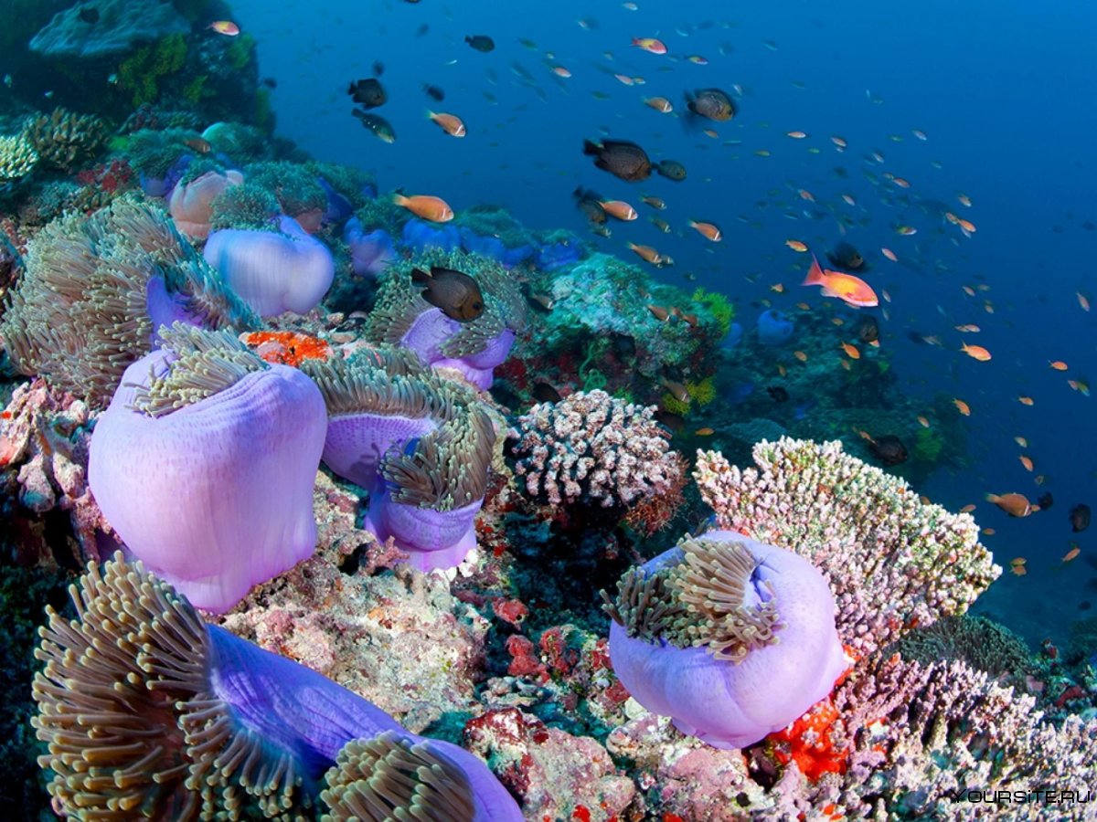 Мальдивы острова коралловые рифы