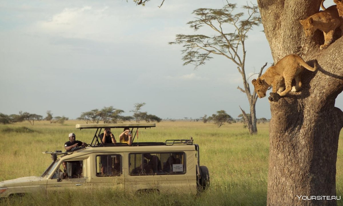 Национальный парк Серенгети туристы в Африке