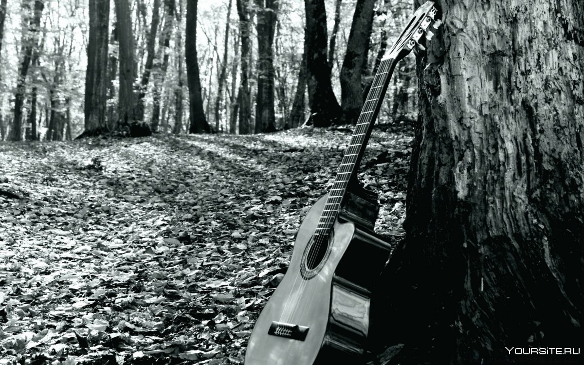 Красивые гитары в лесу