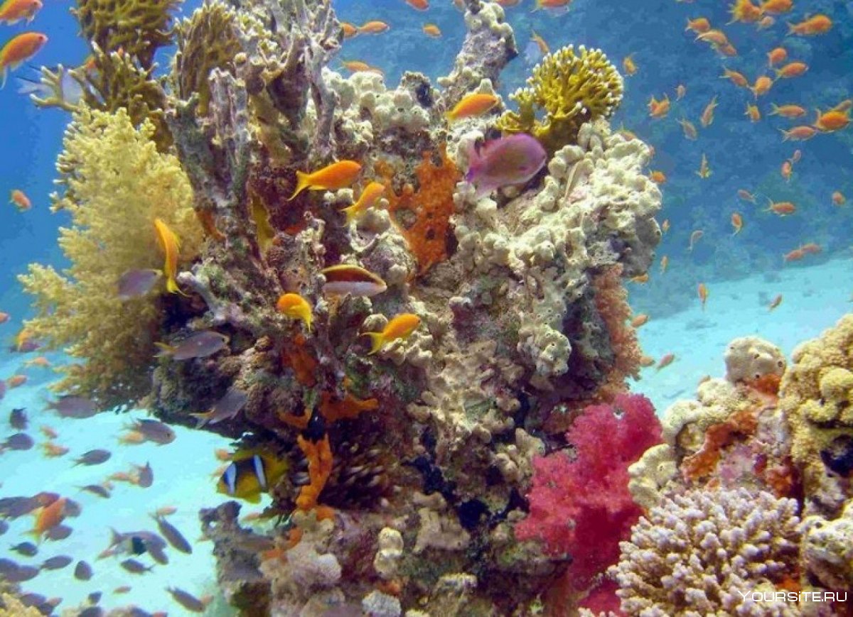 Дайвинг Шарм-Эль-Шейх кораллы
