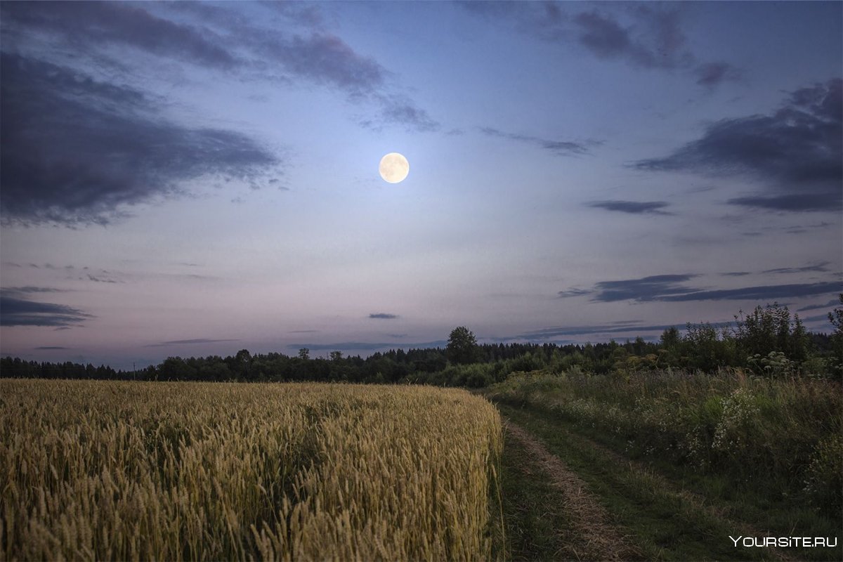 Пшеничное поле ночью
