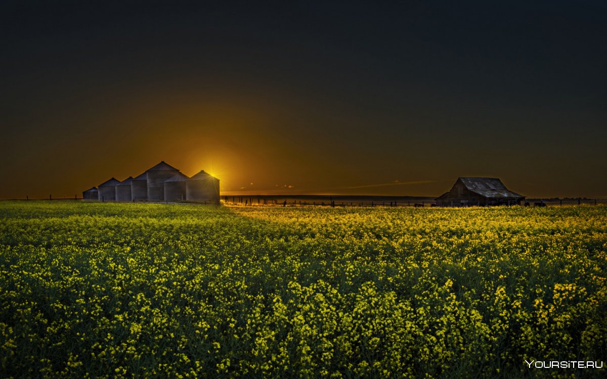Ван Гог Подсолнухи в поле ночью