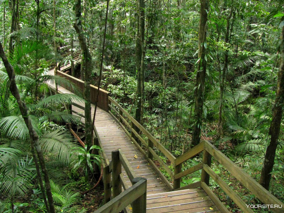 Тропический лес Дейнтри