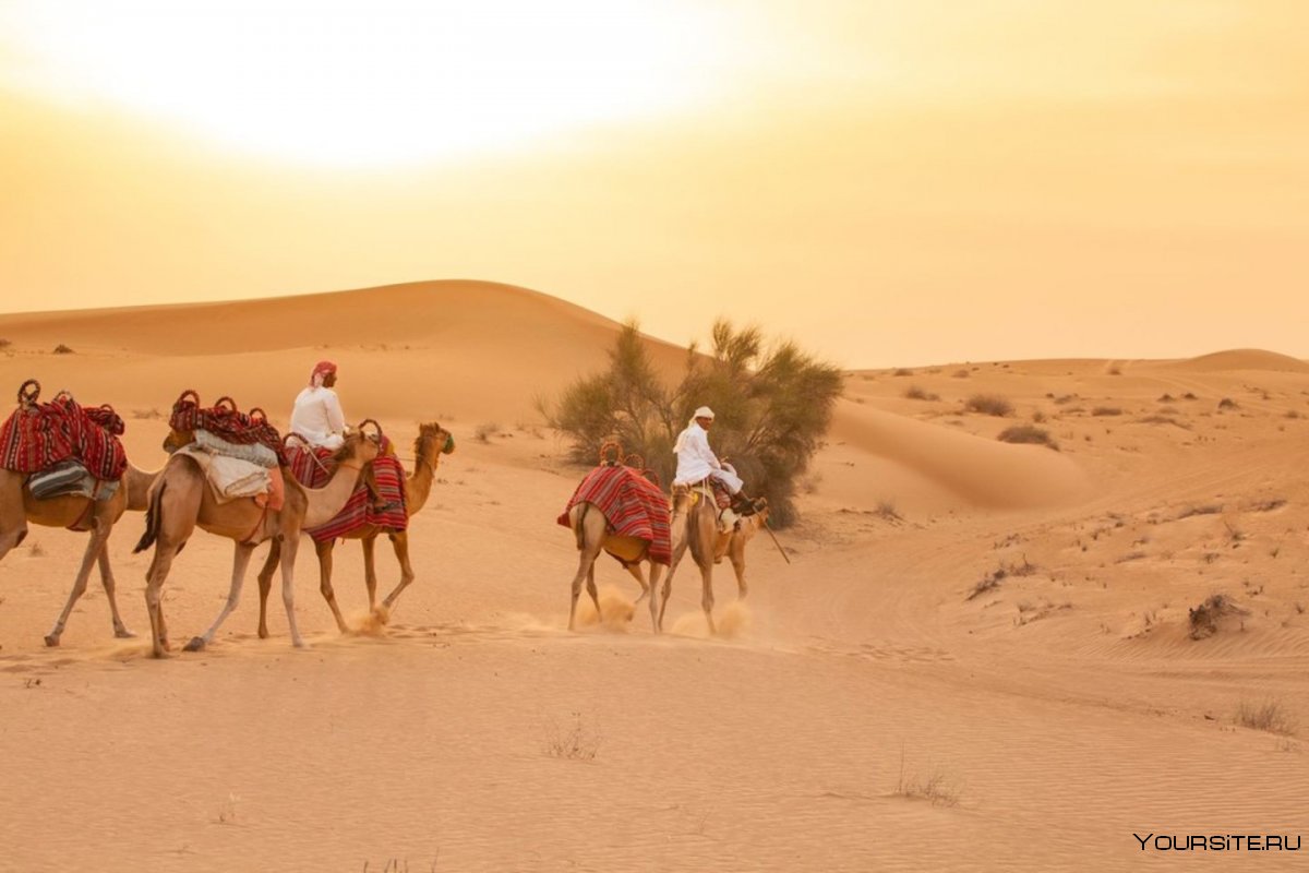 Дубай пустыня Верблюды