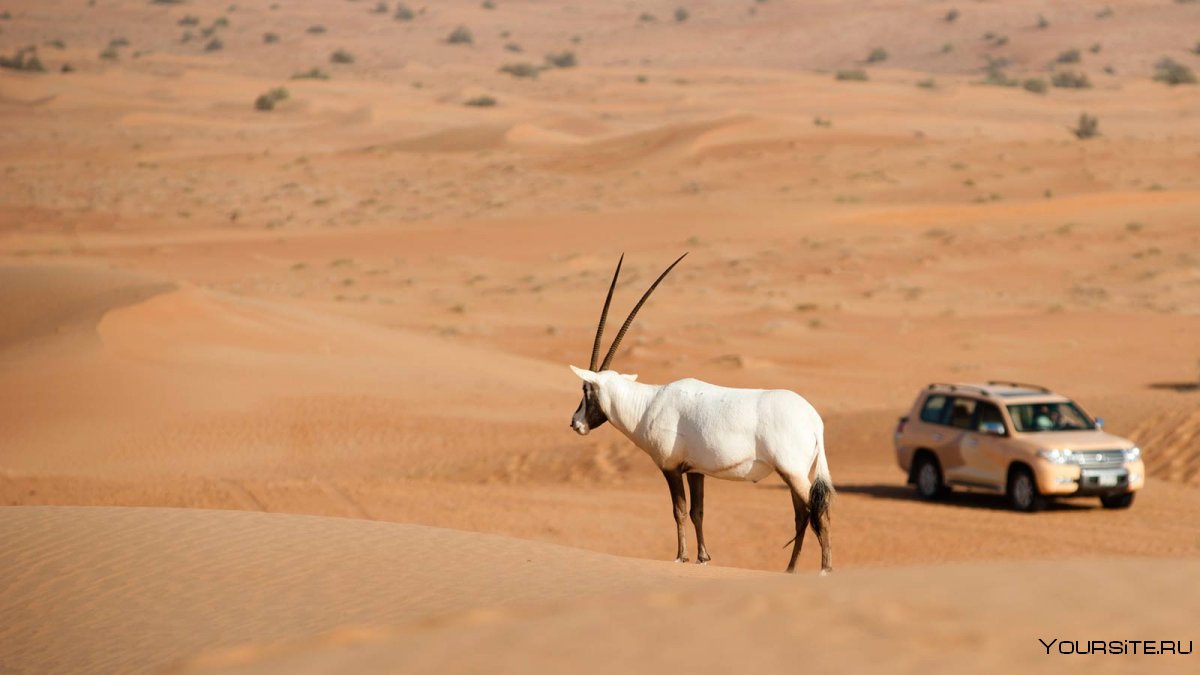 ОАЭ Дубайский пустынный заповедник
