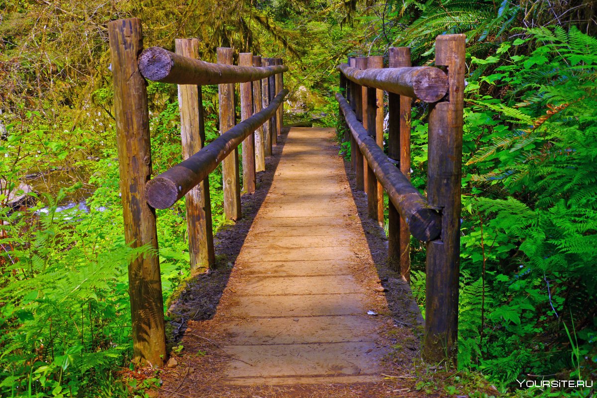 Тропинка в лесу с деревянным мостиком